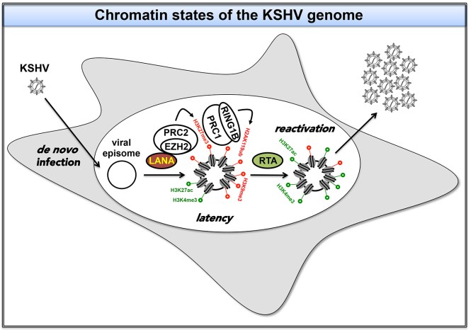 Epigenetic regulation of KSHV genome
