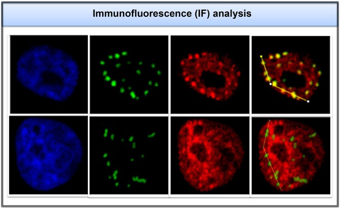 toth_microscopymethods